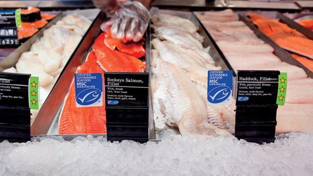 Ist der MSC streng genug?