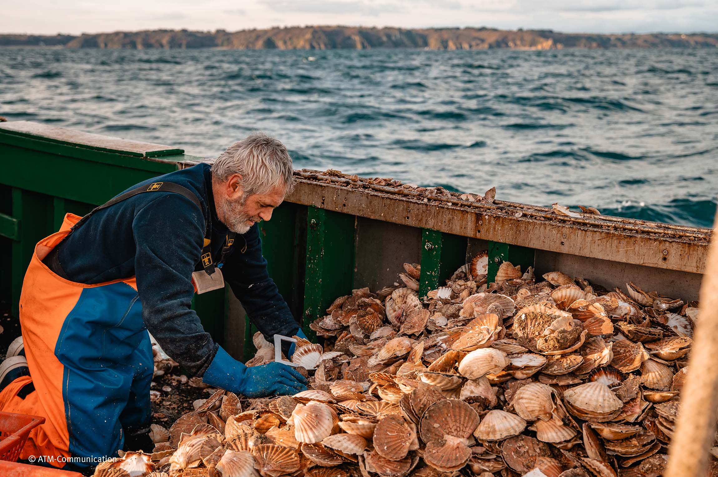 pêcheur vérifiant la taille des coquilles saint-jacques fraîchement pêchées