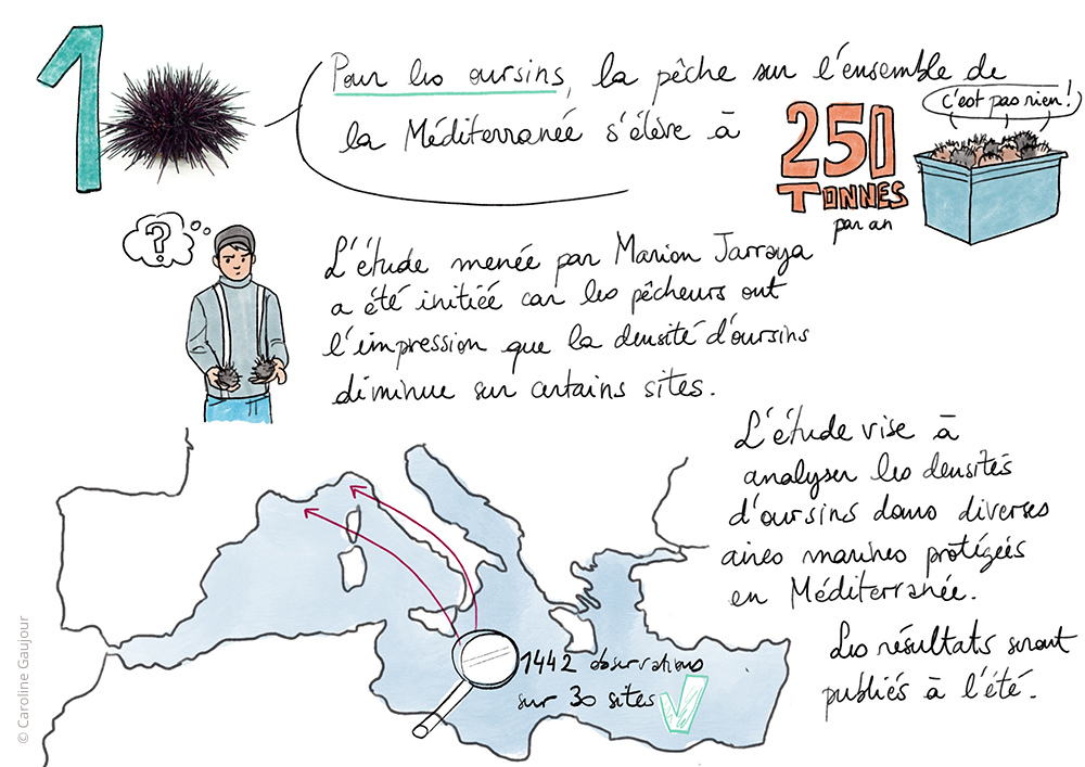 infographie projet medfish sur les oursins