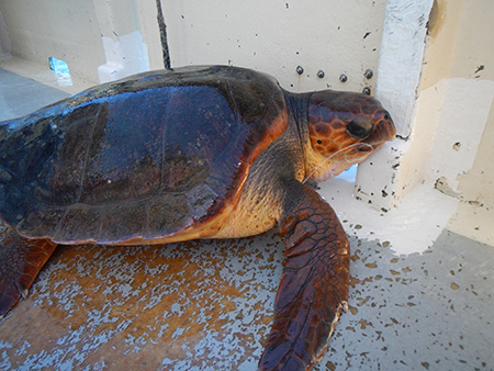 tortue capturée et sauvée par l'ARIPA à la Réunion