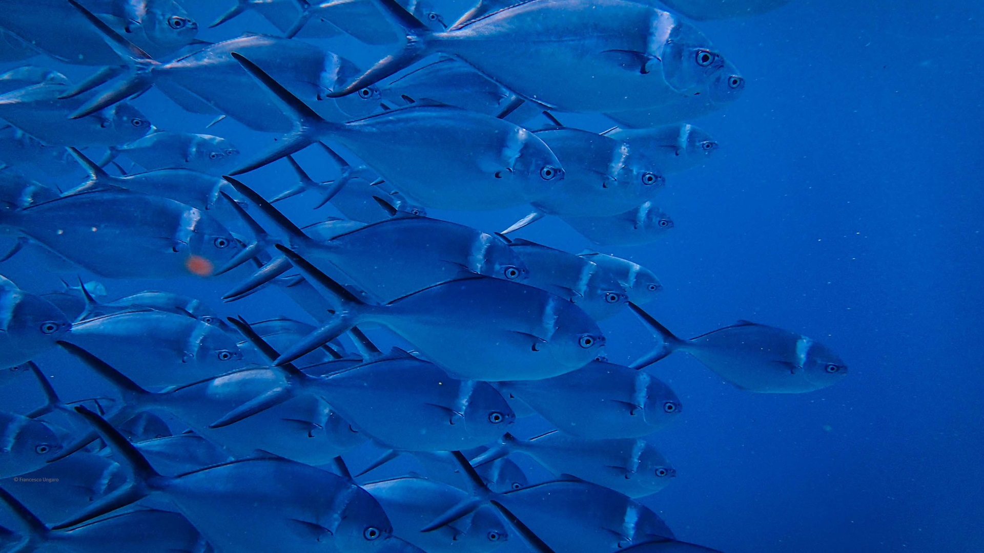 banc de poisson