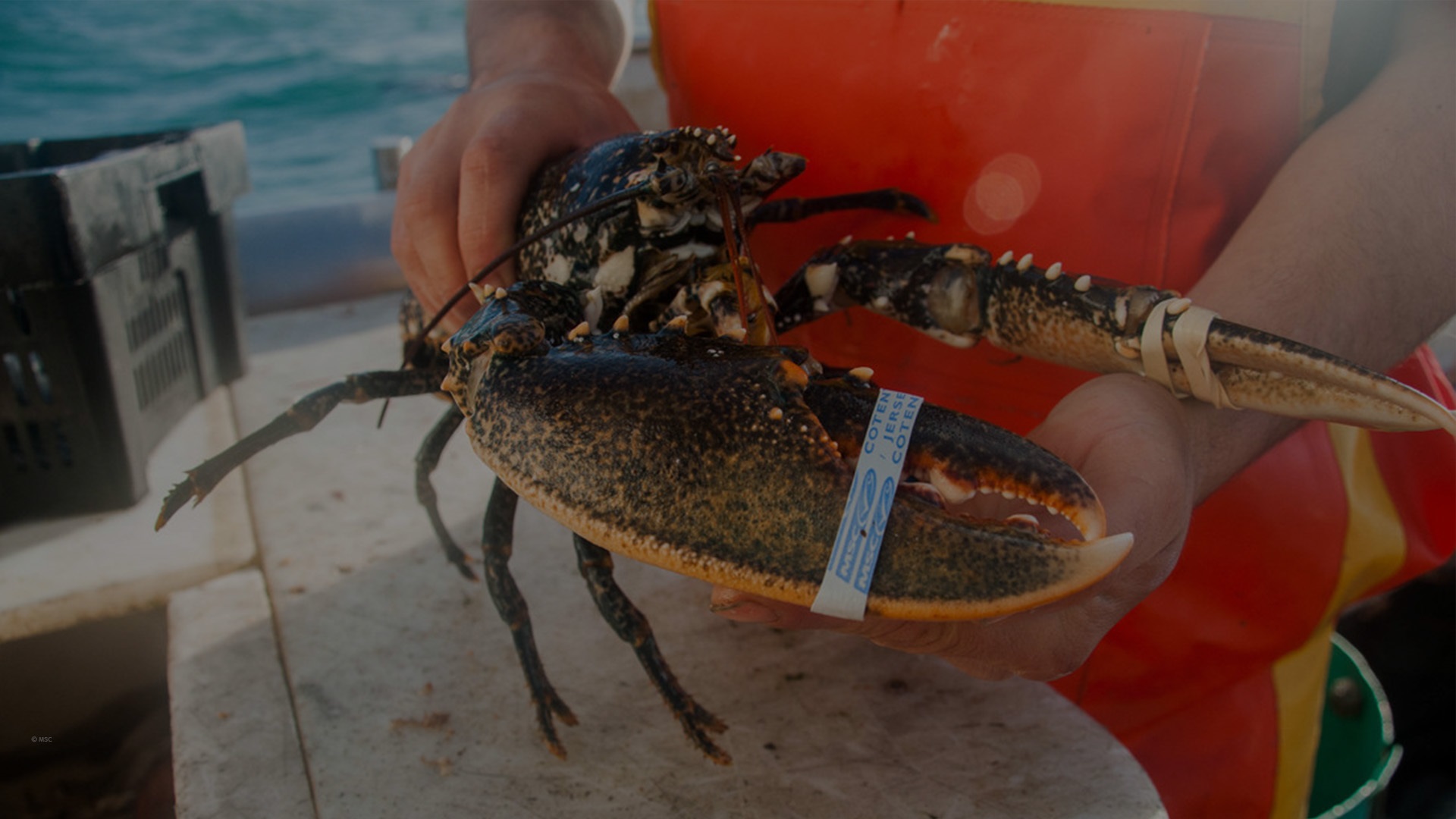 homard fraîchement pêchés