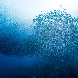 Les enjeux de la pêche durable