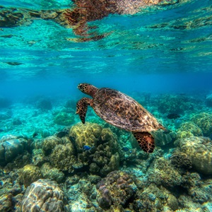 L'Alliance, pour la protection des tortues marines à la Réunion