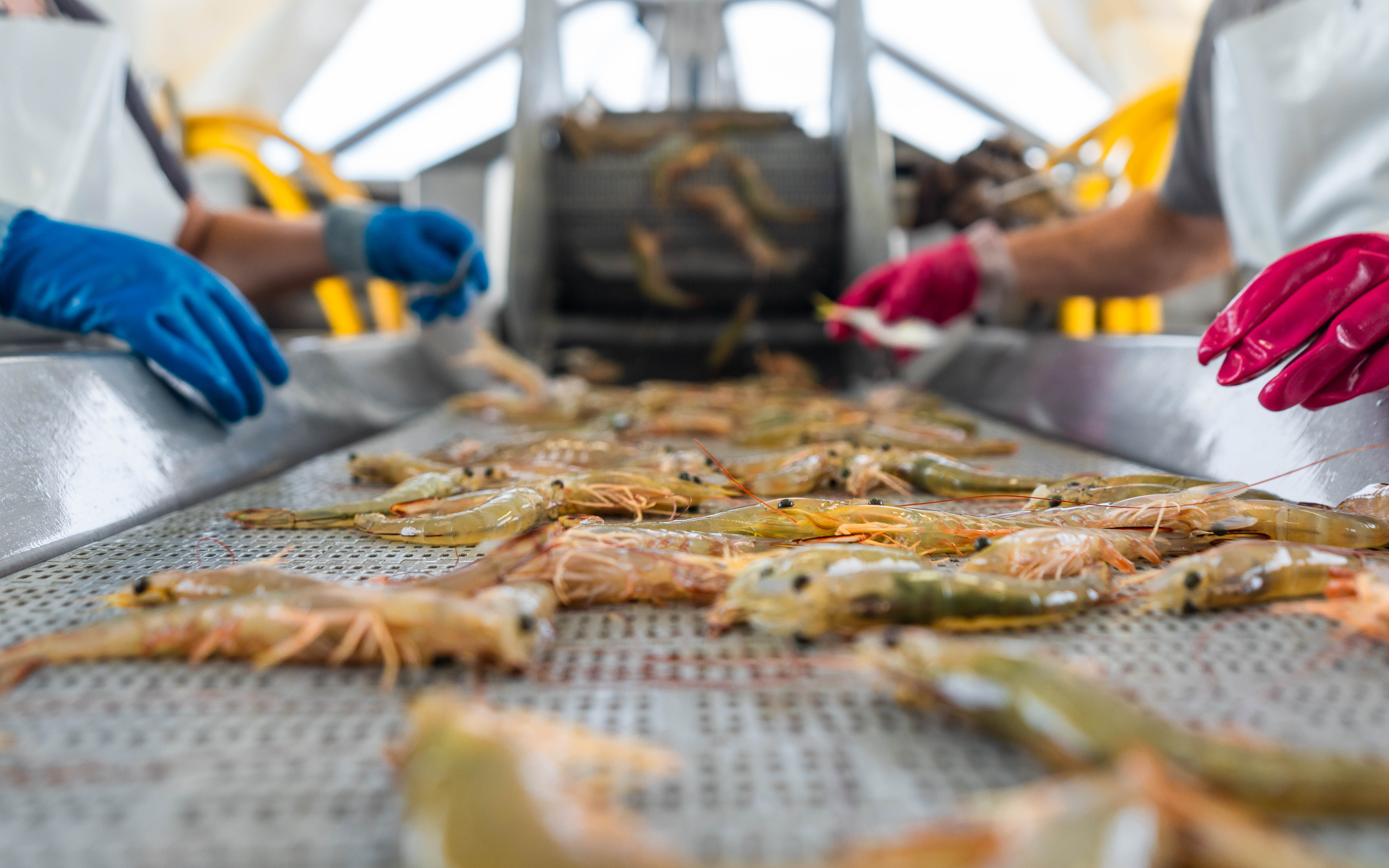 Australian wild caught prawns being sorted for Christmas