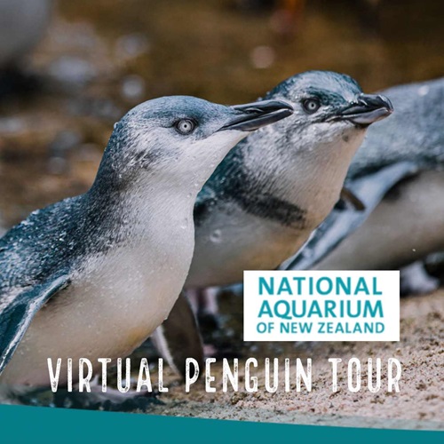 World Penguin Day resources for New Zealand teachers Marine