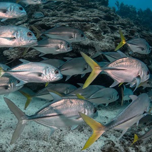 C’è più vita nella pesca sostenibile - Nella giornata mondiale degli oceani, MSC ricorda i 5 motivi per i quali la pesca sostenibile significa più vita nell’oceano