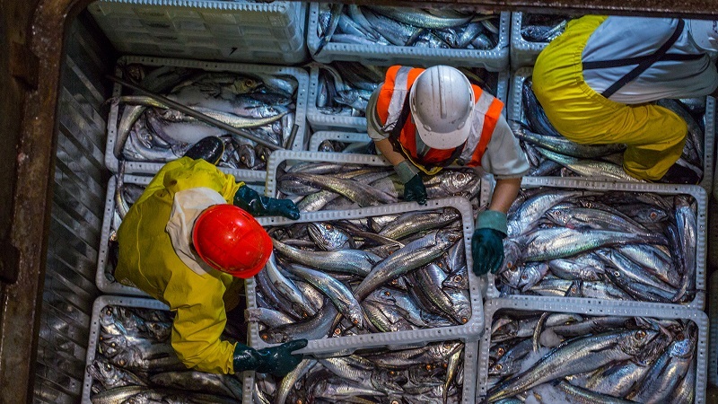 hoki trawl haul, New Zealand