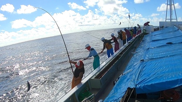 かつお一本釣漁業株式会社：カツオ・ビンナガマグロ一本釣り漁業 | Marine Stewardship Council