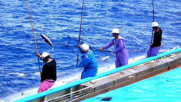 明豊漁業株式会社（宮城県塩釜市）：カツオ・ビンナガマグロ一本釣り漁業