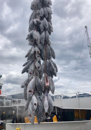 福一漁業のマグロ水揚げ風景