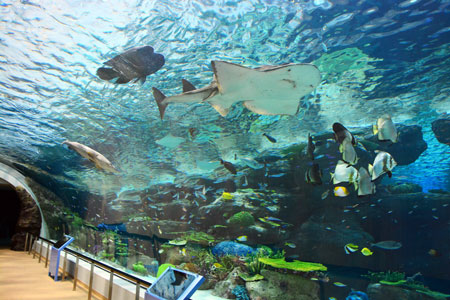 名古屋港水族館内　サンゴ礁大水槽の水中トンネル