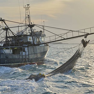 Want to support San Diego's shrinking local commercial fishing