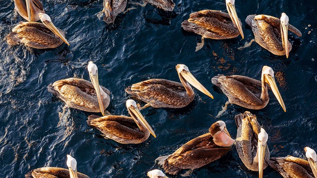 La conservación de la vida en el mar: la pesca sostenible favorece la biodiversidad