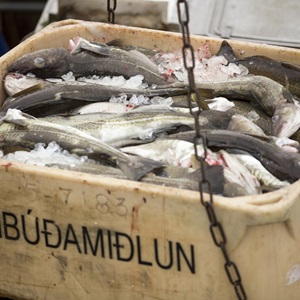  Nordsee Kabeljau-Fischer verlieren MSC-Siegel