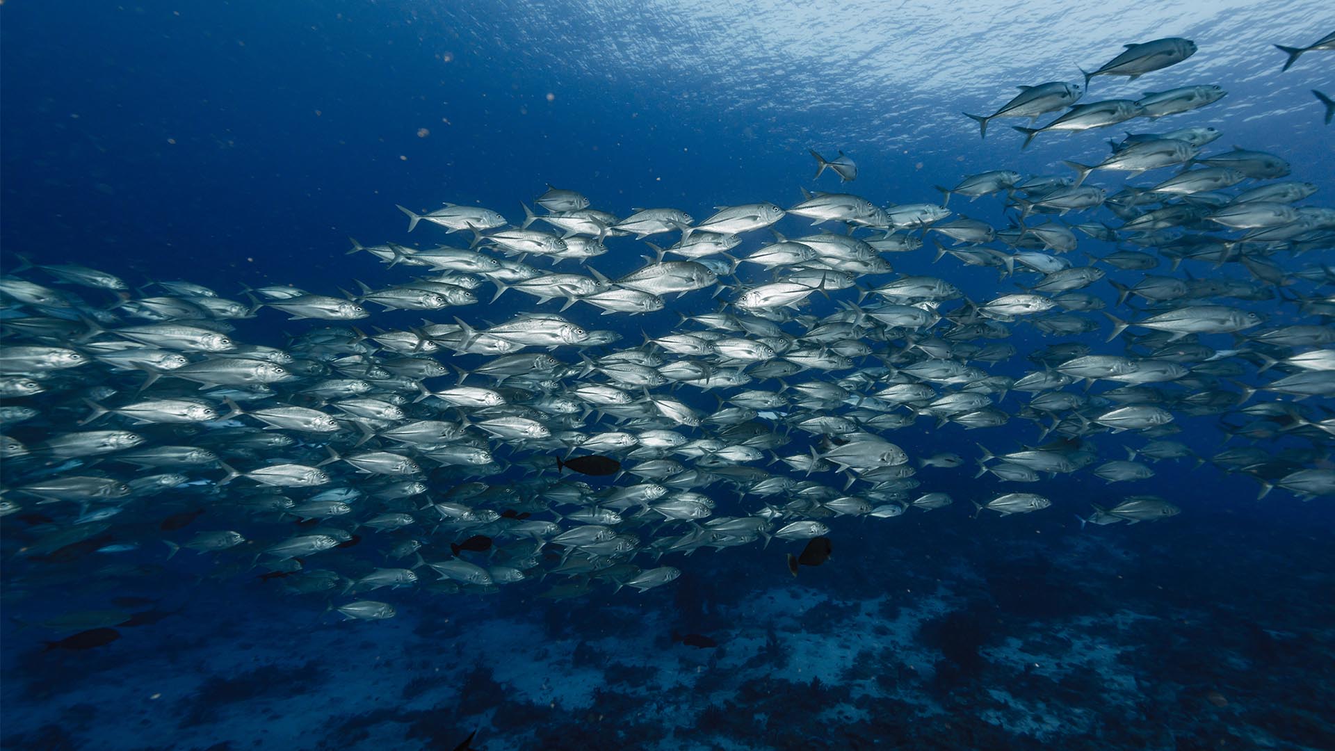 Biodiversity and Fishing, Marine Stewardship Council