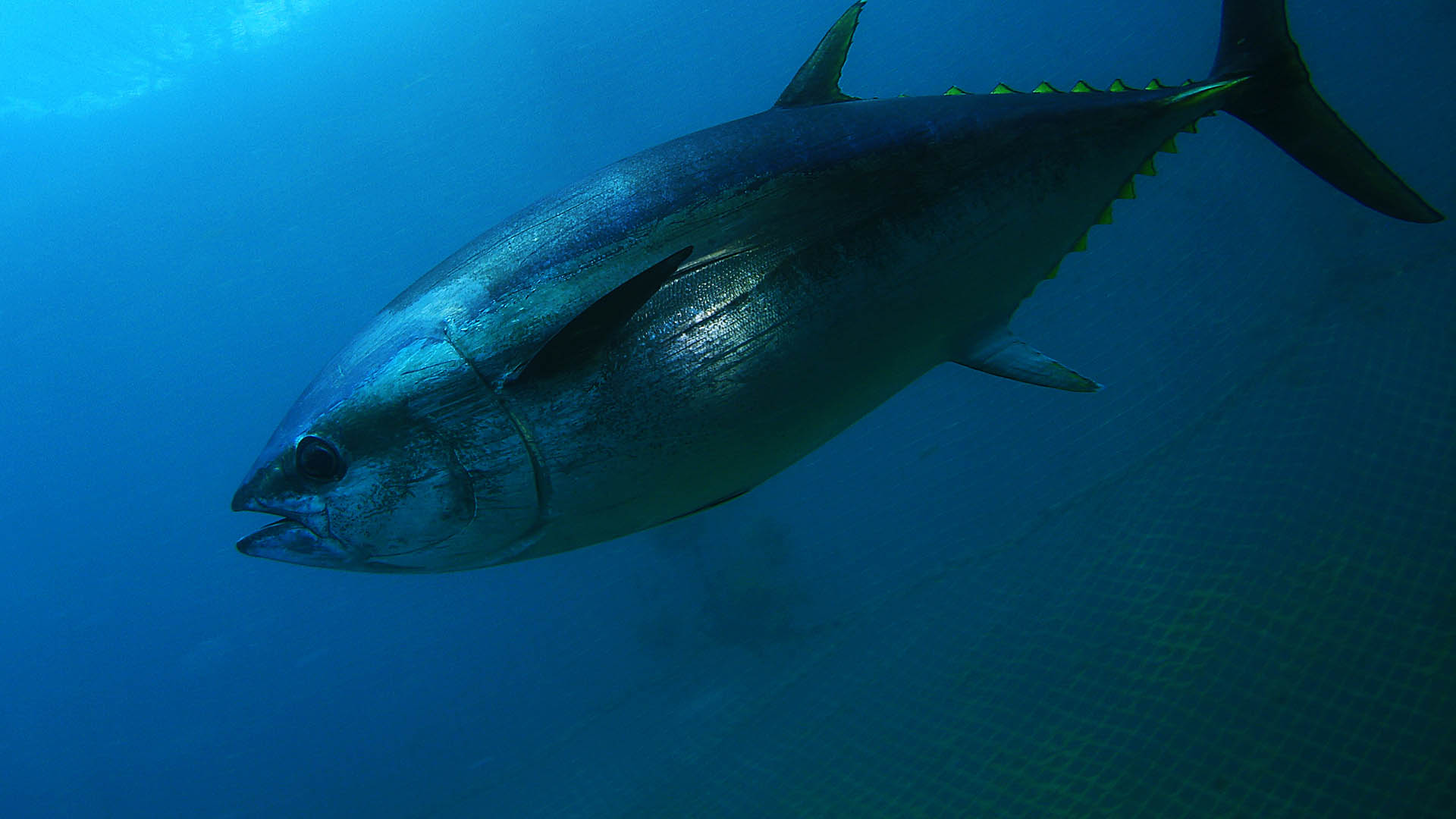 Tuna and the MSC Fisheries Standard version 3