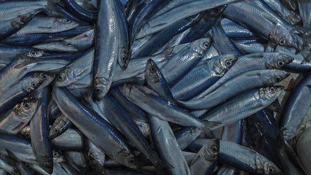 Qu'est-ce que la surpêche ?