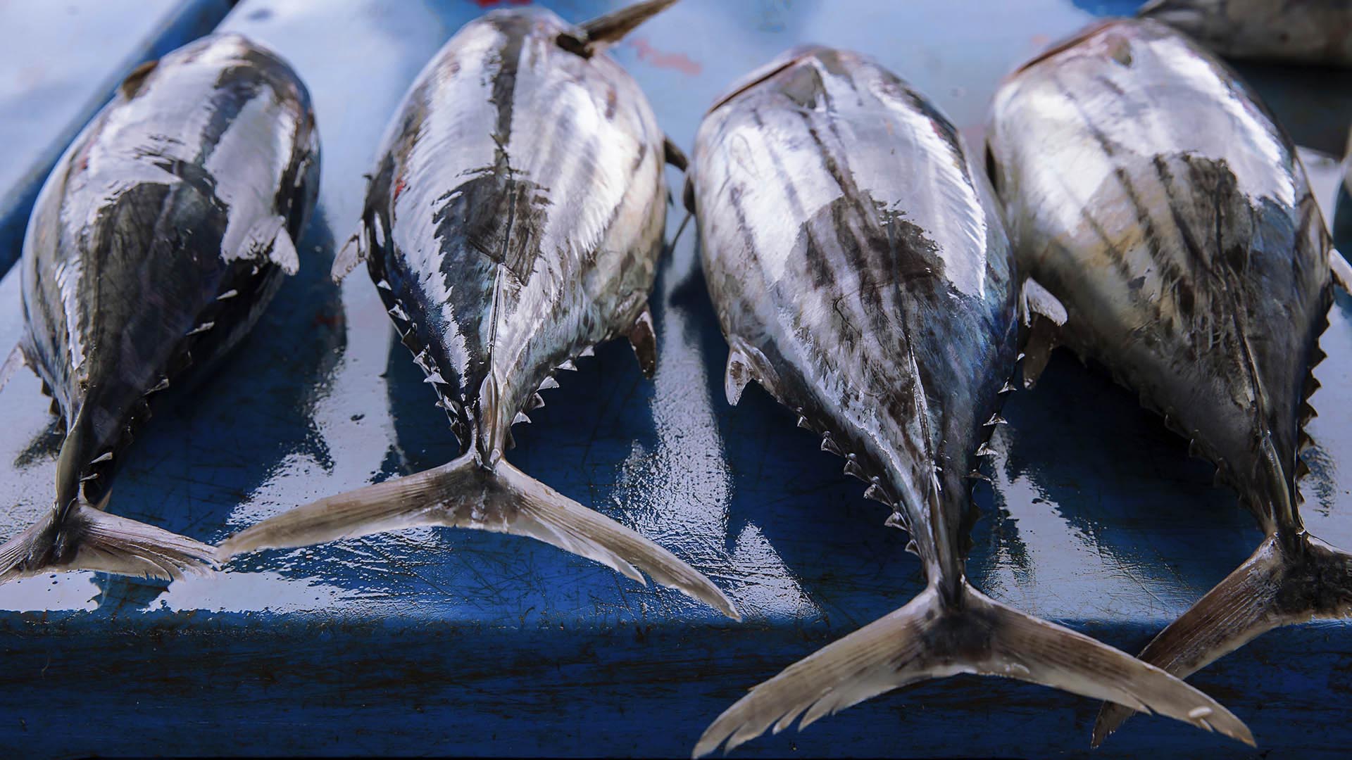 sustainable-tuna-updates-marine-stewardship-council