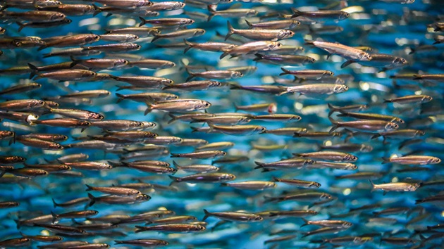 Informe Anual sobre Pequeños Pelágicos