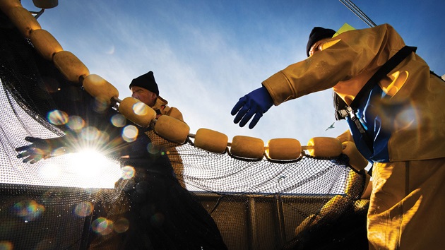 What drives fishery improvements?