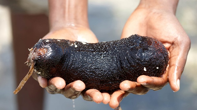 Sea Cucumber
