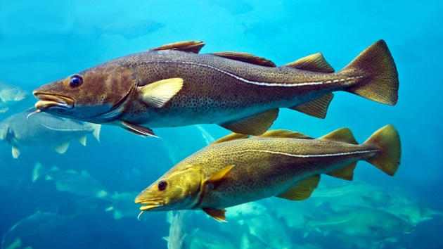 Informe Anual del Pescado Blanco MSC 2025