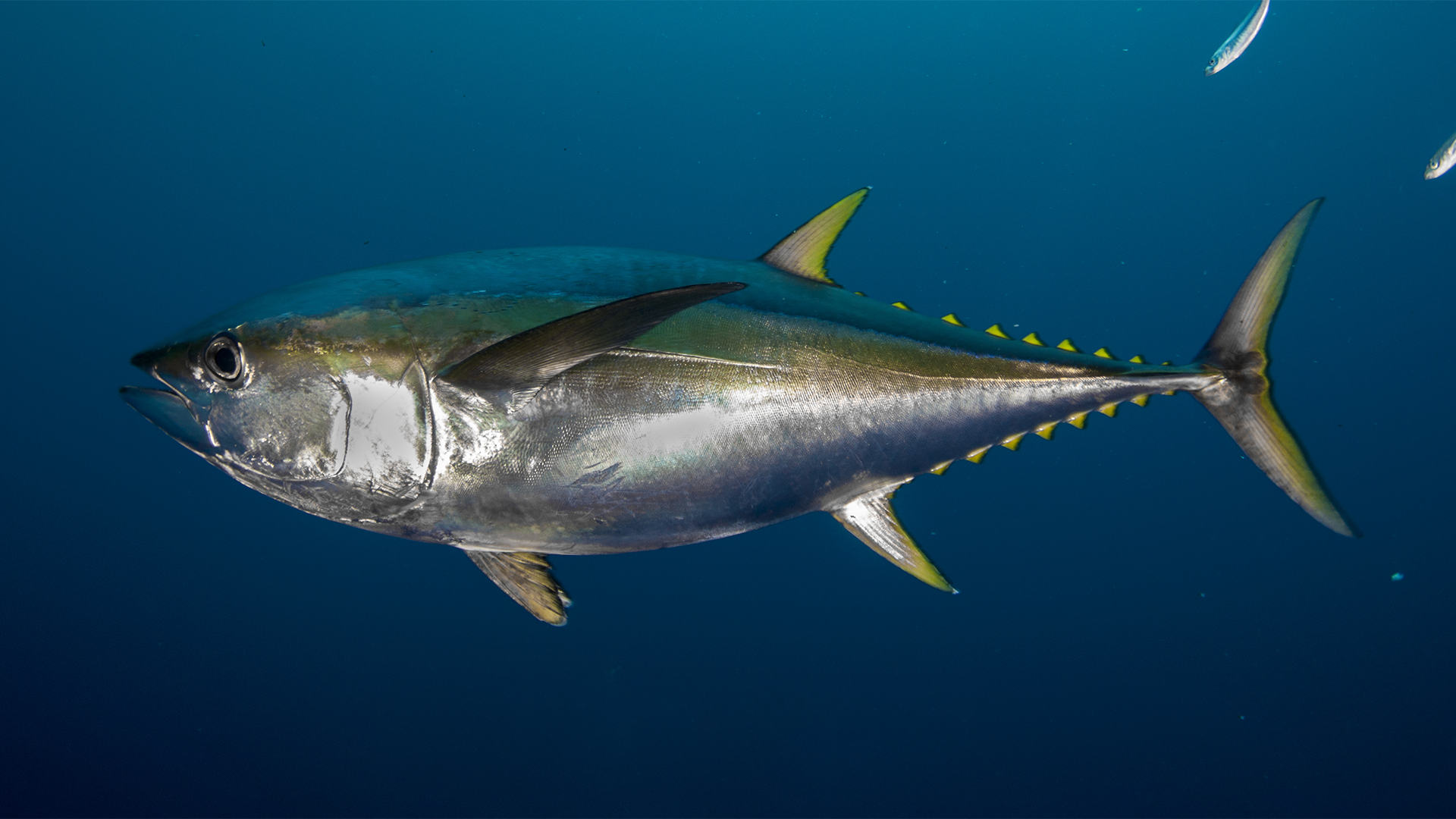 tuna fish