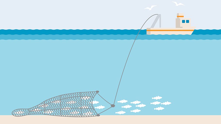 Bottom trawling demersal trawl illustration