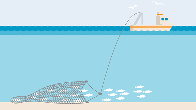 The Impact of Commercial Bottom Trawling - The Fishing Website
