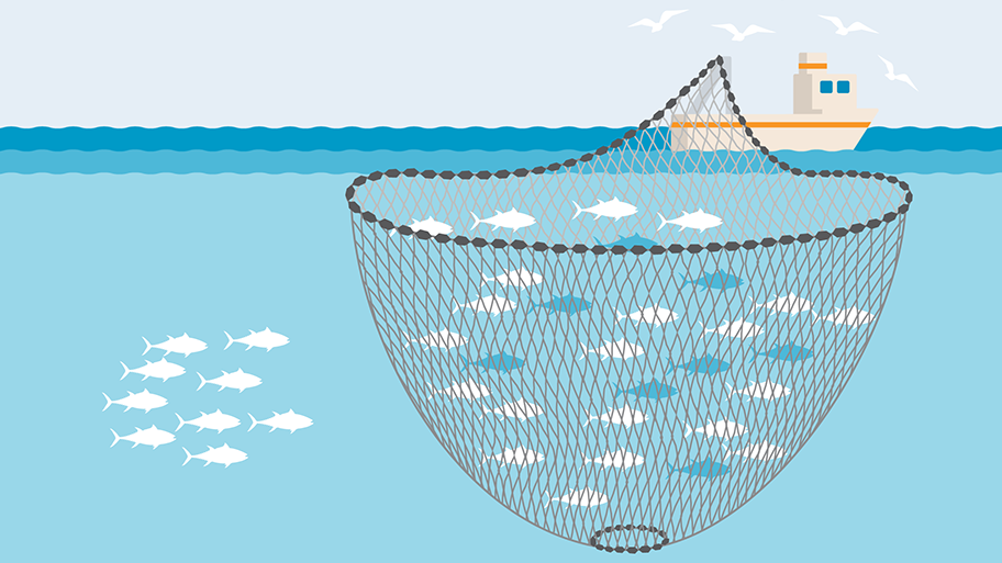 3 The three-stage strategy to provide purse seine fishers with the... |  Download Scientific Diagram