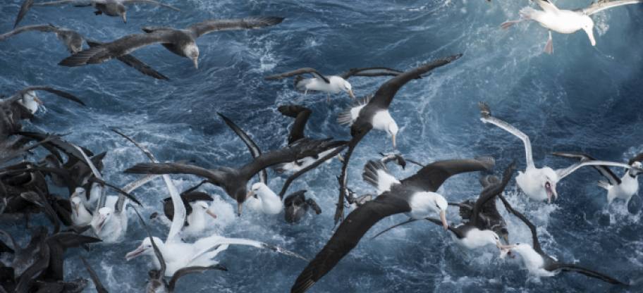 A variety of wild seabirds fight over scraps of fish, Patagonian Toothfish © Tony Fitzsimmons