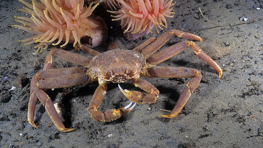 Snow crab sitting on sand underwater with orange anemones behind