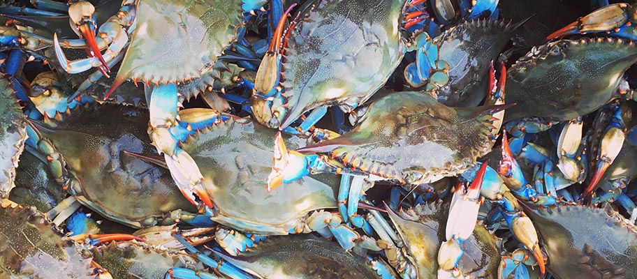 Foodies guide to crab  Marine Stewardship Council