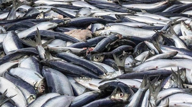 What is overfishing?