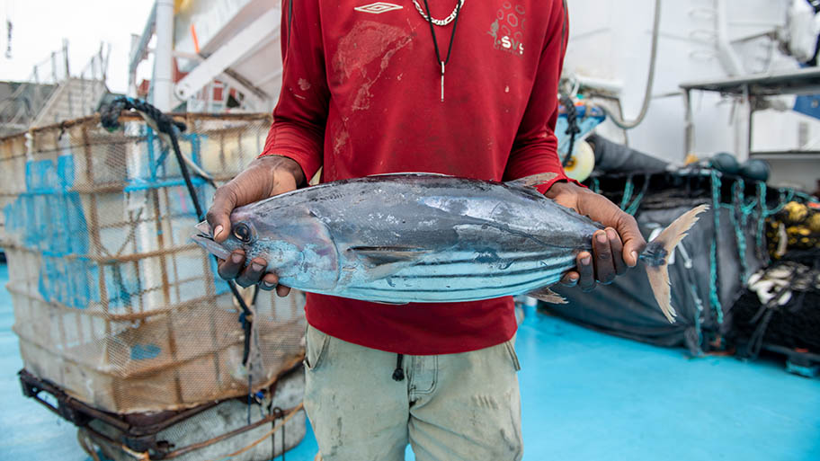 Torso and arms of man in a red top on deck of boat holding freshly a caught tuna fish