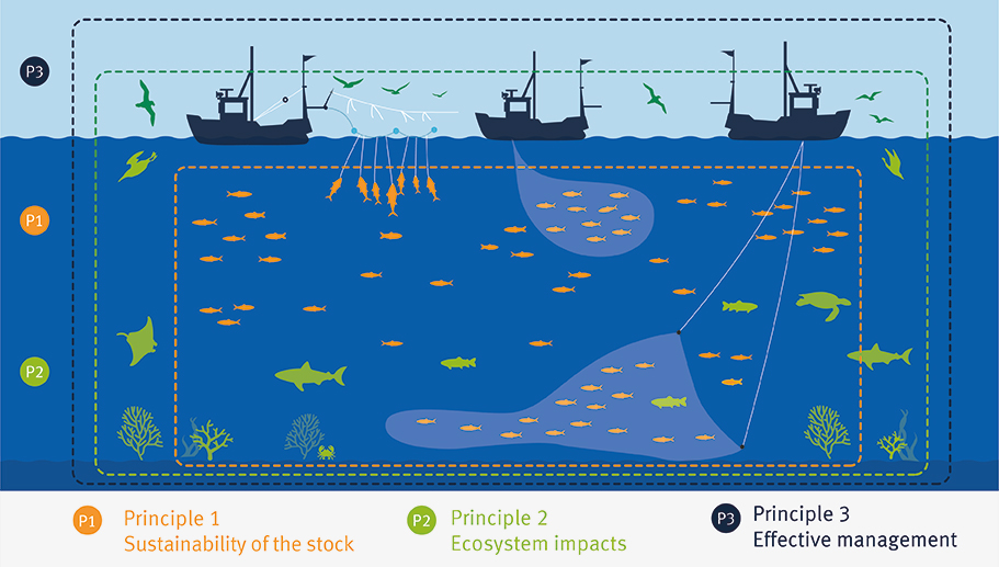 The Msc Fisheries Standard Marine Stewardship Council - 