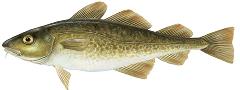 Atlantic cod illustration