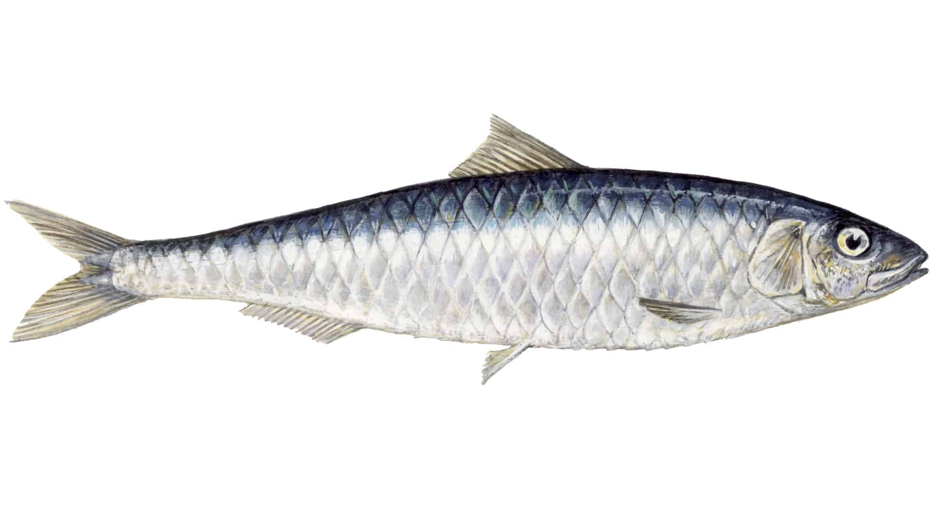 sardine fish