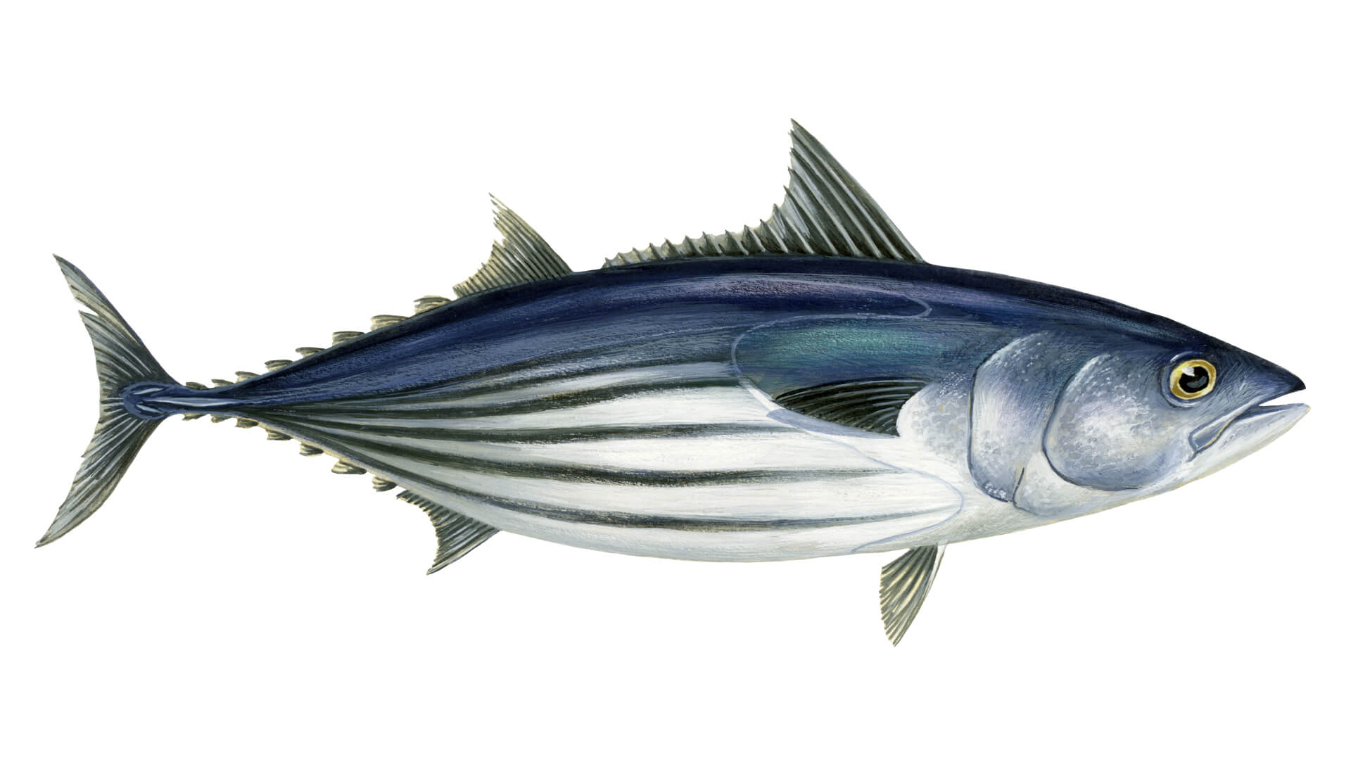 Tuna Fish Species Overview