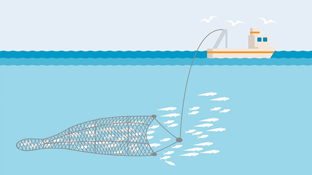 Pelagic (Midwater) Trawl