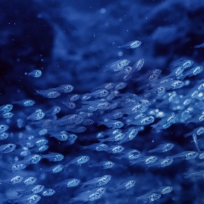 Sustainable fishing means more life