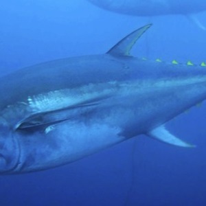 Could genetics help sustain yellowfin tuna?