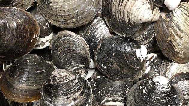 Clams and climate change