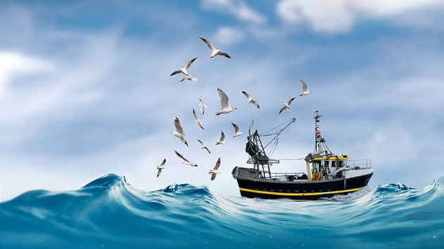 An MSC Ocean in Indonesian - LAUT MSC