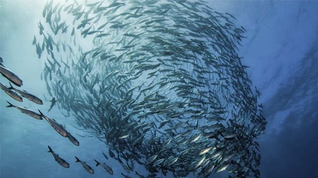 Was ist nachhaltige Fischerei?