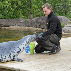 Meet the seals who only eat sustainable fish