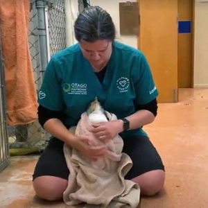 Ocean Heroes: A lifeline for injured penguins