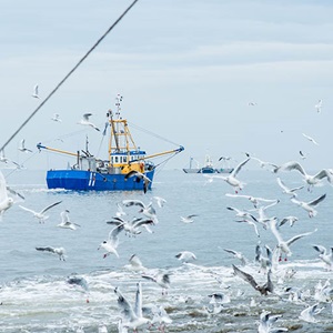 MSCs nya fiskestandard träder i kraft – högre krav för hållbart fiske