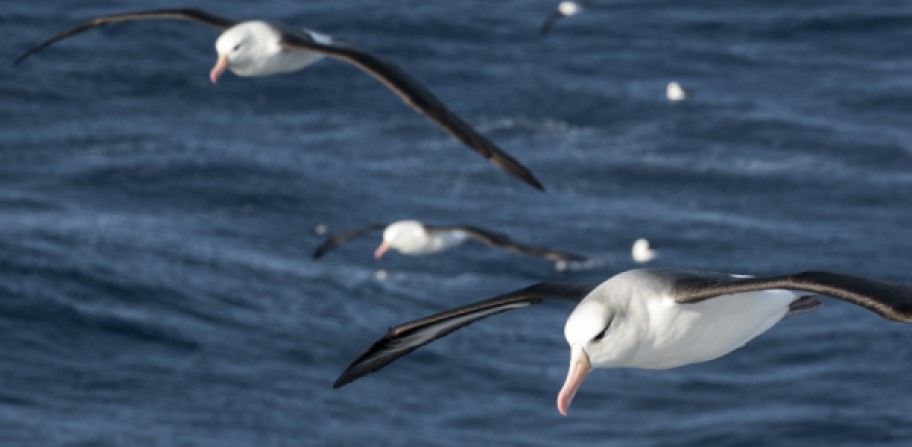 Gulls following a fishing vessel. Copyright Tony Fitzsimmons